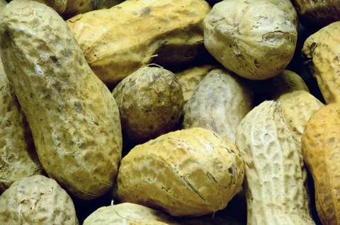 Shelled peanuts Stock Photos