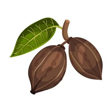 Shelled Pecan Nut Hanging on Tree Branch Isolated on White Background Vector Stock Illustration