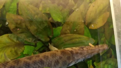 Shelled pike underwater Stock Footage 275538925
