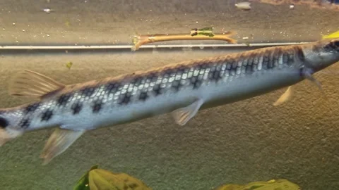 Shelled pike underwater Stock Footage 275538962