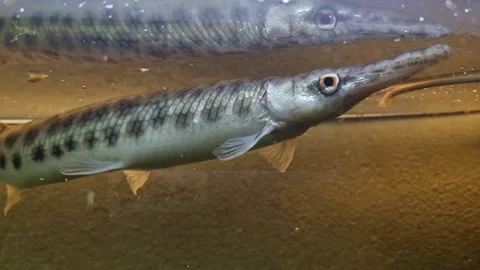 Shelled pike underwater Stock Footage 275538969