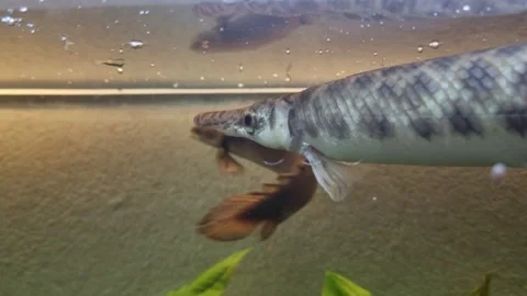 Shelled pike underwater Stock Footage 275538995
