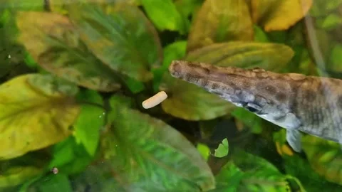 Shelled pike underwater Stock Footage 275539007