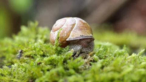 Shelled Snail 스톡 동영상 77969255