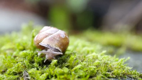 Shelled Snail 스톡 동영상 77969491