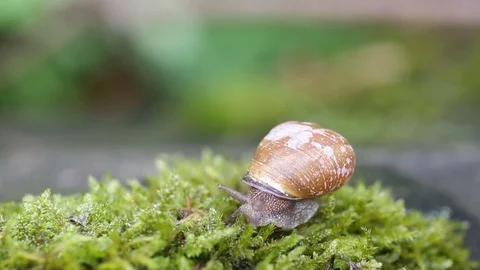 Shelled Snail 스톡 동영상 77969747
