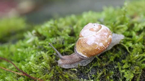 Shelled Snail Video stock 77970058