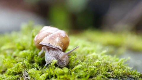 Shelled Snail 스톡 동영상 78003966