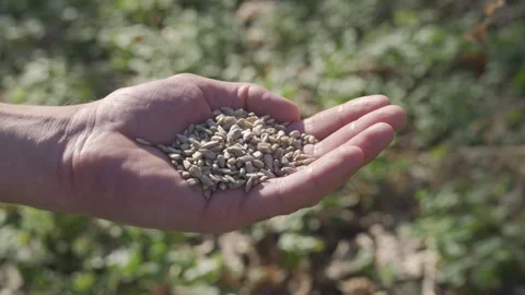 Shelled sunflower seeds falling into a human hand close-up Video stock 335772580
