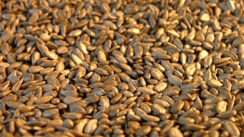 Shelled sunflower seeds. Vertical pan. Stock Footage 73083313