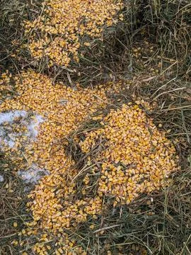 Shelled Whole Corn Kernels Scattered on Dry Hay Straw Pile and Winter Snow Stock-Fotos