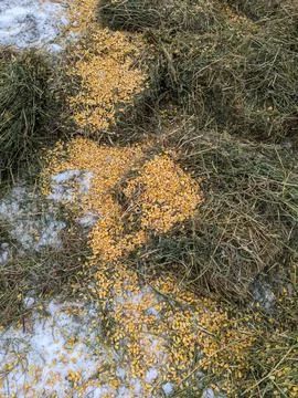 Shelled Whole Corn Kernels Scattered on Dry Hay Straw Pile and Winter Snow Stock-Fotos