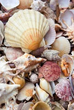 Shelles Stock Photos