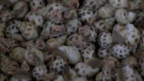 Shellfish 2 Video stock 306042630