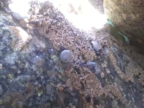Shellfish and snails live on the rocks of the sea near the beach Stock Footage 163683313