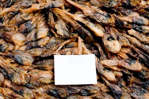 Shellfish : Angle's wing, Oriental angel's wing,Pholas orientalis Stock Photos
