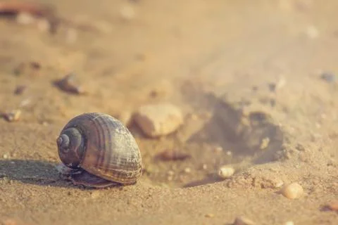 Shellfish are walking along the beach in the evening. Stockfoto's