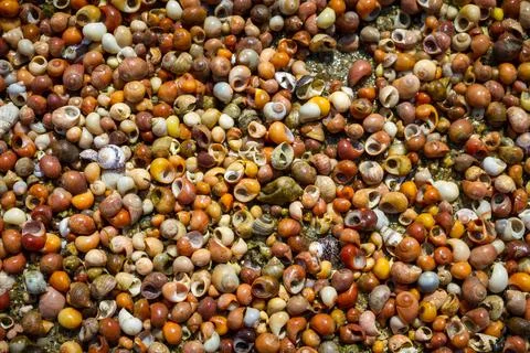 Shellfish background texture 写真素材