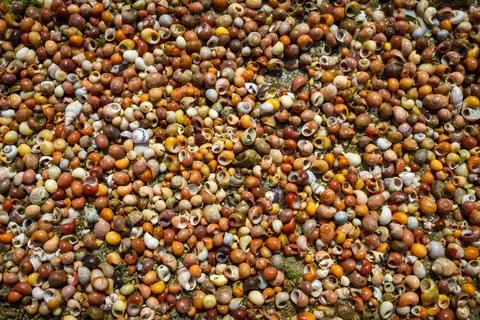 Shellfish background texture Stockfoto's