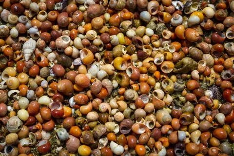 Shellfish background texture Shellfish texture macro photography. Abstract... Stock Photos