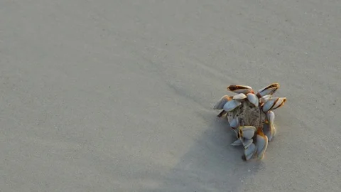Shellfish on the beach. Stock Footage 80917936