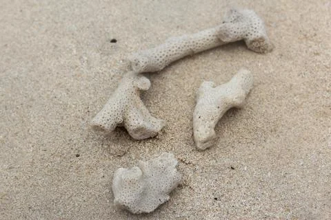 Shellfish in the beach Stock Photos