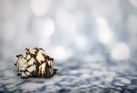 Shellfish on blue Stock Photos