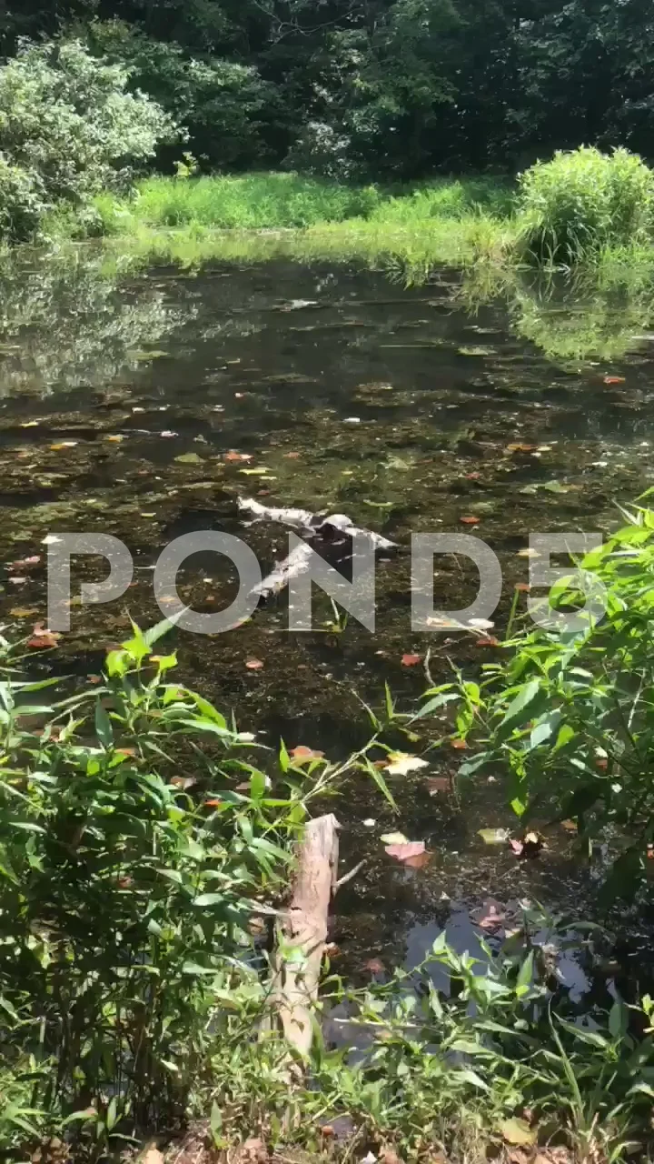 Brute Stock Video Footage Royalty Free Brute Videos Pond5