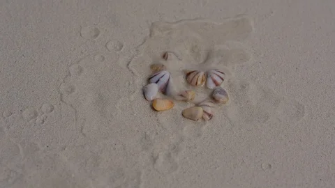 Shellfish buried in the sand in the shells. Stock Footage 107324417