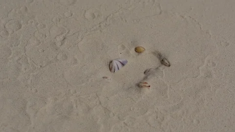 Shellfish buried in the sand in the shells. Stock Footage 107325686