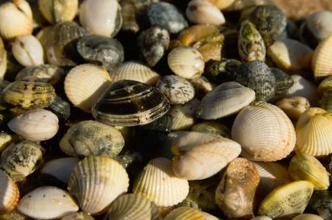Shellfish of clam and cockle Stock Photos