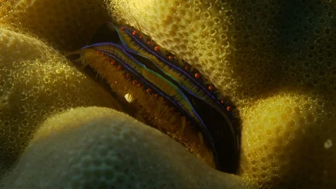 Shellfish clam on a marine sponge, Red Sea, Egypt Stock Footage 104704097