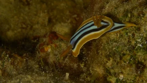 Shellfish clam on a marine sponge, Red Sea, Egypt Stock-Footage 104708611