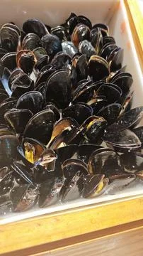 Shellfish clams on ice buffet restaurant Stock Photos