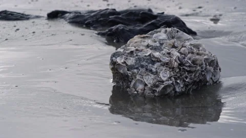 Shellfish Cling to Rocks on Ocean Shore Stock Footage 306666911