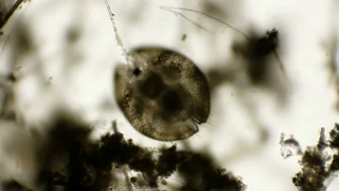 Shellfish crustaceans Ostracoda under a microscope Stock Footage 92291875