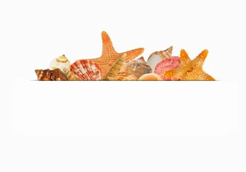 Shellfish design for label on white background Stock Photos