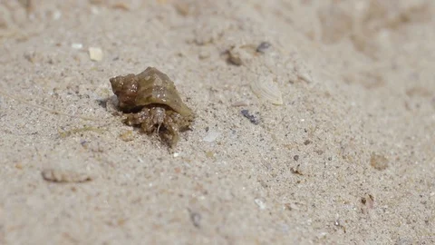 Shellfish explores its surroundings on a sandy beach Stock Footage 91827940