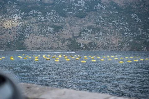 Shellfish farm with numerous yellow buoys floats on the calm waters of a bay Fotos Stock