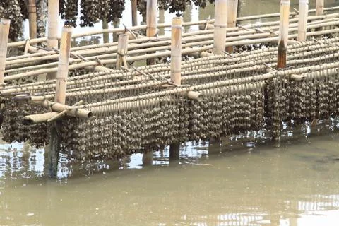 Shellfish farm, thailand . Stock Photos