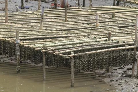Shellfish farm, thailand . Stock Photos