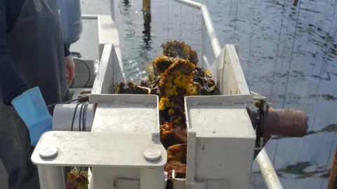A shellfish farm. A worker uses a convey... | Stock Video | Pond5