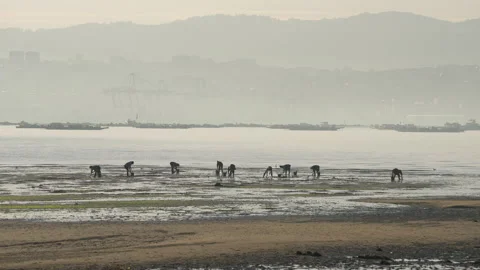 Shellfish farmers in Galicia Stock-Footage 171085674