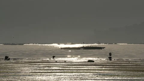 Shellfish farmers working Stock Footage 171086089