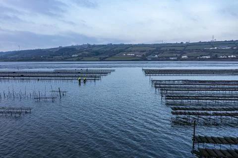 Shellfish Farming in Tidal Inlet Stock Photos