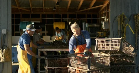 Shellfish fishers sorting their catch. Stock-Footage 88372199