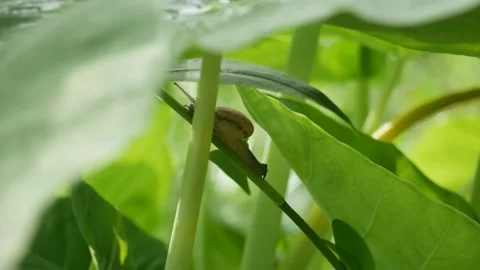 Shellfish Stock Footage 205493716