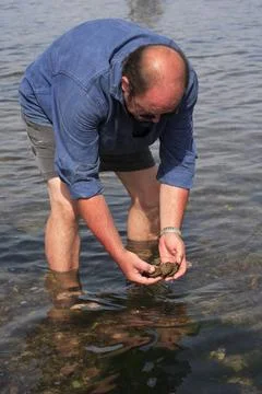  Shellfish gathering Ria d Etel, France. Fishing on foot at low tide. Copy... Stock Photos