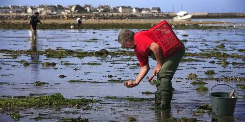  Shellfish gathering Ria d Etel, France. Fishing on foot at low tide. Copy... Stock Photos