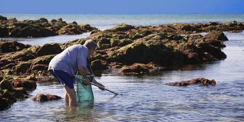  Shellfish gathering Ria d Etel, France. Shrimp fishing in front of the Ba... Stock Photos